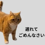 Catmore 爪とぎ