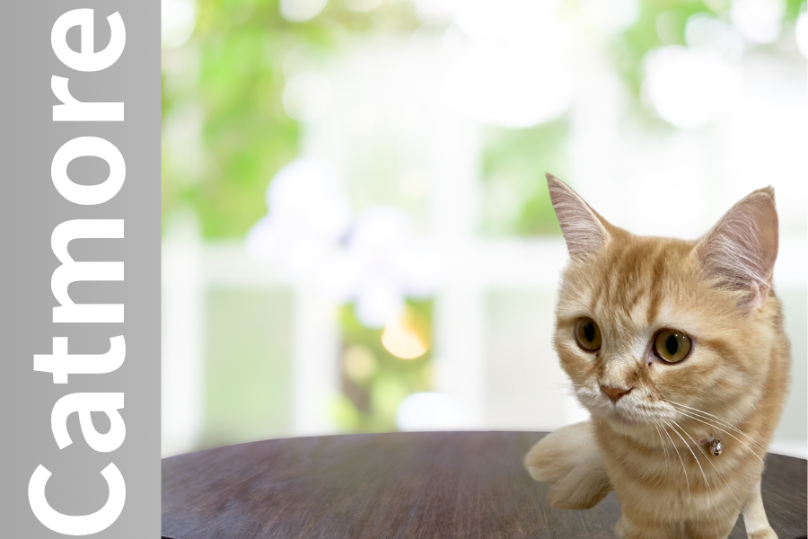 Catmore(キャットモア) 猫 爪とぎ Catmore キャットモア