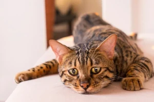 爪とぎボロボロ