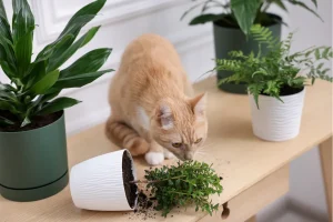 爪とぎインテリア