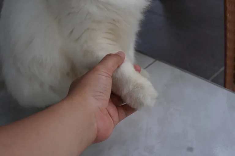 猫　爪とぎを使わない