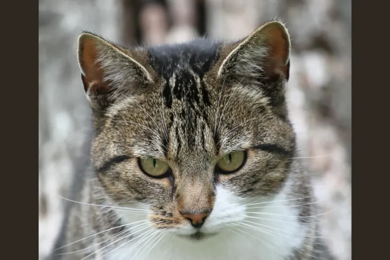 猫の爪とぎ使わない