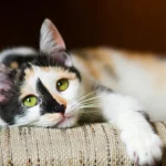 とぎカス少ない猫