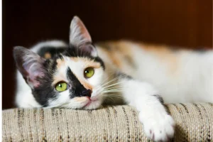 とぎカス少ない猫