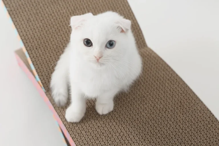 段ボール爪とぎの寿命