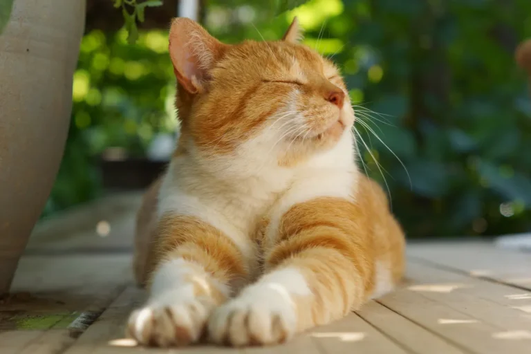 爪とぎ硬い柔らかい