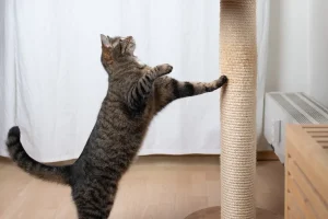 爪とぎ縦型横型