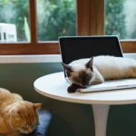 猫インテリア馴染む