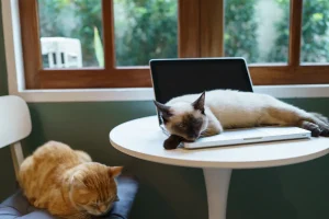 猫インテリア馴染む