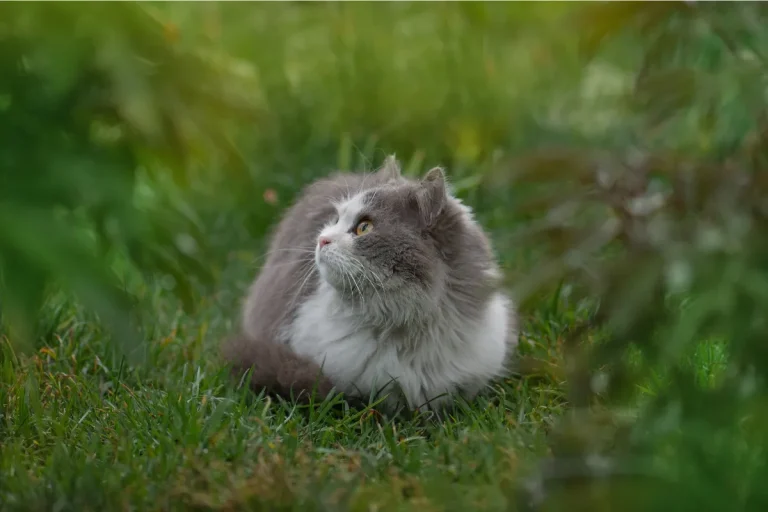 猫爪とぎカス困らない