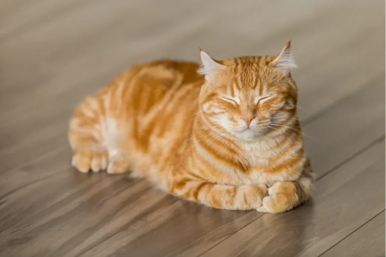 猫の爪とぎは値段で選ぶと失敗する？安いVS高いの本質を解説
